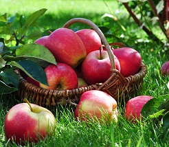 Foraging for Fruit and Vegetables Image